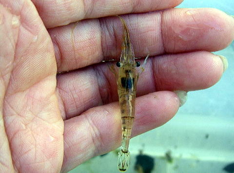 oPcɕ߂ꂽGŕA͉䂪ƂP̒